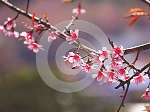 Pink cherry blossoms flower in full bloom