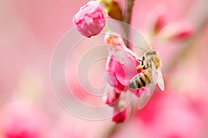 Rosa cereza flores flor Miel miel de abeja. naturaleza primavera, primavera 