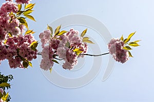 Pink Cherry Blossoms in front of blue sky