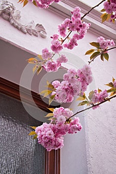 Pink cherry blossoms in front of window on house