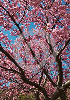 Pink Cherry Blossoms in Full Bloom Against a Blue Sky