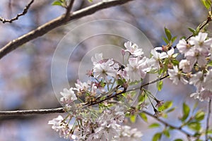 Pink cherry blossoms in full bloom against a blue sky