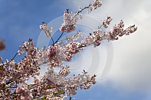 Pink cherry blossoms in full bloom against a blue sky