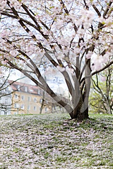 Pink cherry blossoms in full bloom against a blue sky