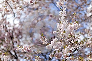 Pink cherry blossoms in full bloom against a blue sky