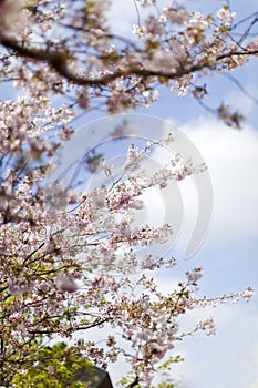 Pink cherry blossoms in full bloom against a blue sky