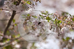 Pink cherry blossoms in full bloom against a blue sky