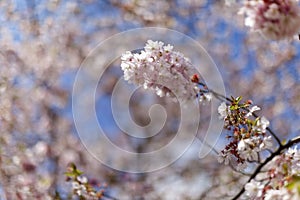 Pink cherry blossoms in full bloom against a blue sky