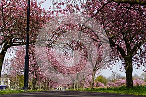 Pink Cherry Blossoms in Full Bloom Along a Straight Path on The Stray in Harrogate.