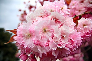 Pink Cherry Blossoms in a garden