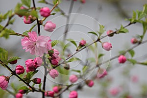 Pink cherry blossoms gentle background bush macrophoto sakura