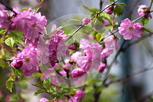 Pink cherry blossoms gentle background bush macrophoto sakura