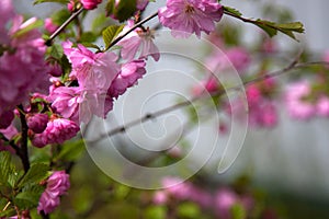 Pink cherry blossoms gentle background bush macrophoto sakura