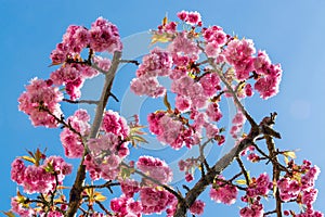 Pink cherry blossoms - Prunus Kanzan - flower blooming 3