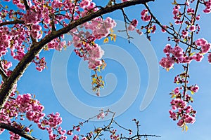 Pink cherry blossoms - Prunus Kanzan - flower blooming 5