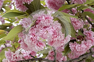 Pink cherry blossoms, prunus serrulata