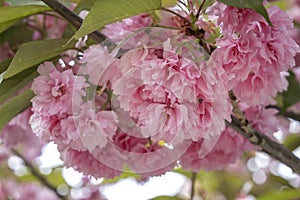 Pink cherry blossoms, prunus serrulata