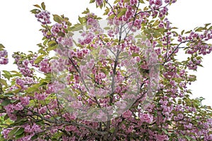 Pink cherry blossoms, prunus serrulata