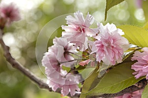 Pink cherry blossoms, prunus serrulata