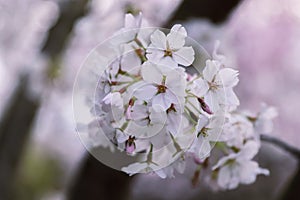 Pink cherry blossoms in soft style for the background. Sakura bloom in spring. Background art with pink blossom. Beautiful nature