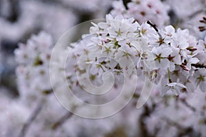 Pink cherry blossoms in soft style for the background. Sakura bloom in spring. Background art with pink blossom. Beautiful nature