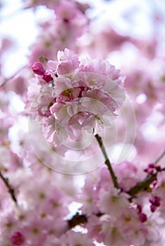 Pink cherry blossoms at spring time in Victoria, BC, Canada