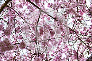 Pink cherry blossoms at spring time in Victoria, BC, Canada