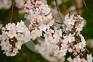 Pink Cherry blossoms in Springtime ( sakura )