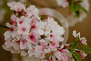 Pink Cherry blossoms in Springtime ( sakura )