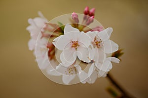 Pink Cherry blossoms in Springtime ( sakura )