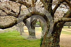 Pink Cherry blossoms in Springtime ( sakura )