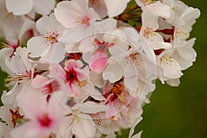 Pink Cherry blossoms in Springtime ( sakura )