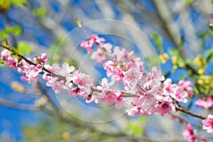 Pink cherry blossoms at their peak in bloom and beauty sunny day