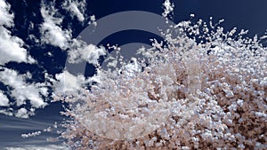 Pink cherry blossoms on a tree against a backdrop of a bright sk