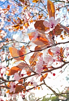 Pink cherry blossoms on tree branch with backlight sky