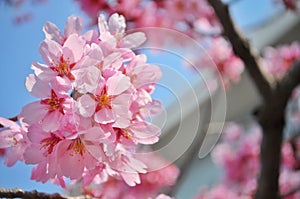 Pink cherry blossoms under blue sky