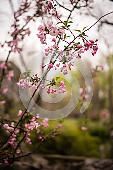 Pink Cherry blossomsï¼ŒSakura