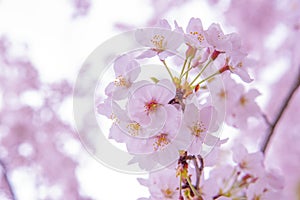 Pink Cherry Blossum Sakura, low clarity