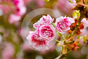 Pink cherry blossums with Bokeh