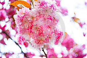 Pink cherry blossums in Springtime