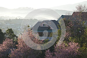 Pink cherry flower blossom in dalat