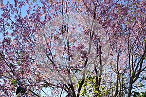 Pink cherry flower blossom in dalat