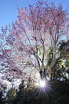 Pink cherry flower blossom in dalat