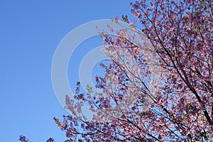 Pink cherry flower blossom in dalat