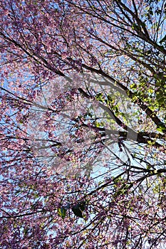 Pink cherry flower blossom in dalat