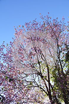 Pink cherry flower blossom in dalat