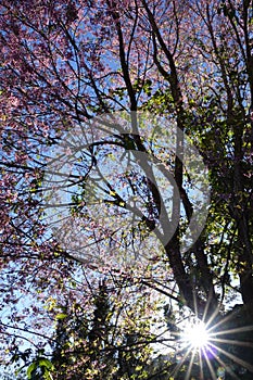 Pink cherry flower blossom in dalat