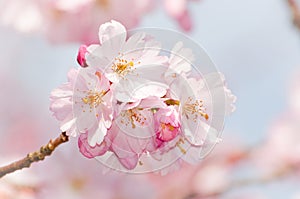 Pink cherry flower blossom photo