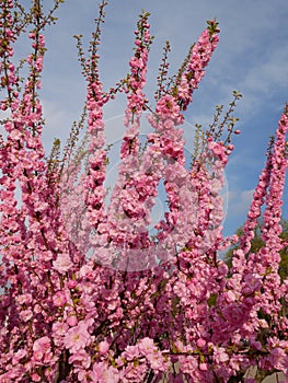 Pink cherry flowerng against blue sky