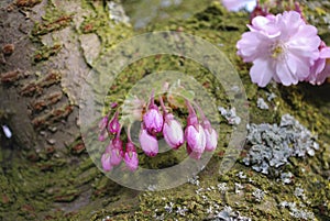 Pink cherry flowers bloom on the trunk of an old tree.